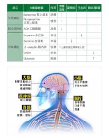 黃露萍 - 同樣（自律神經系統）