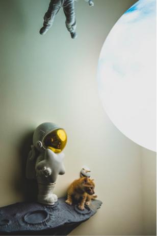 Sheng Wang - 寵物寫真