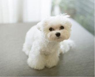 J.Han Photography  - 寵物寫真