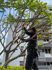 綠石文化有限公司 - 雞蛋花修枝 綠石文化有限公司 - 雞蛋花修枝