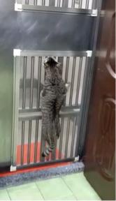 尚億紗窗玻璃行 - 304/316不銹鋼網(實測貓抓) 尚億紗窗玻璃行 - 304/316不銹鋼網(實測貓抓)