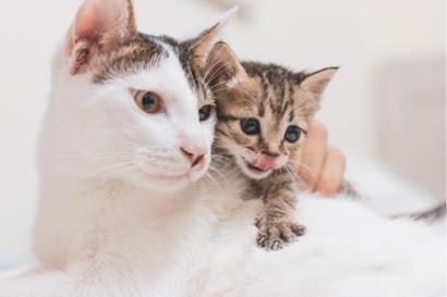 陳又瑄 - 寵物攝影