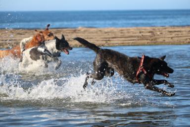 Miniboardinghouse -  Miniboardinghouse -