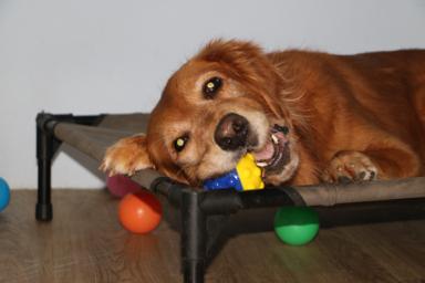 Miniboardinghouse -  Miniboardinghouse -