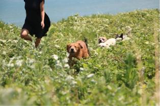 Miniboardinghouse -  Miniboardinghouse -