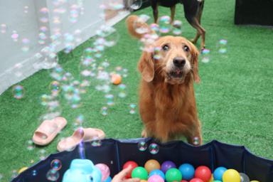 Miniboardinghouse -  Miniboardinghouse -