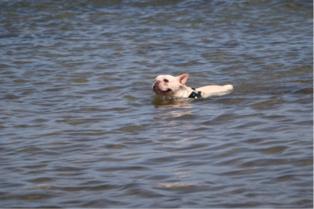 Miniboardinghouse -  Miniboardinghouse -