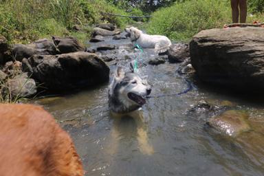 Miniboardinghouse -  Miniboardinghouse -