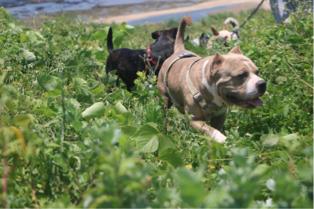 Miniboardinghouse -  Miniboardinghouse -