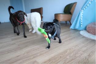 Miniboardinghouse -  Miniboardinghouse -