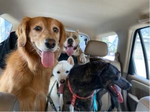 Miniboardinghouse -  Miniboardinghouse -