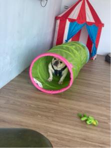 Miniboardinghouse - 
 Miniboardinghouse -