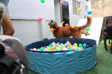 Miniboardinghouse - 
 Miniboardinghouse -