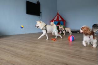 Miniboardinghouse - 
 Miniboardinghouse -