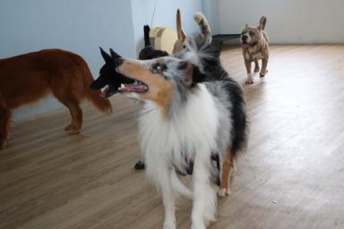 Miniboardinghouse - 
 Miniboardinghouse -