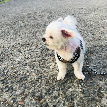 東東媽 / 代客鏟屎、散步 - 