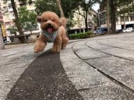 嘟嘟家～寵物保姆 - 寶貝的笑容，不會說謊