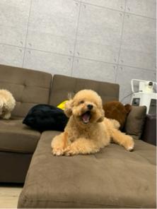 嘟嘟家～寵物保姆 - 到府餵食