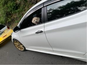 嘟嘟家～寵物保姆 - 狗寶貝專車接送、最安全（醫院看診、美容接送）