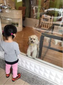 嘟嘟家～寵物保姆 -  美容前後的專車接送