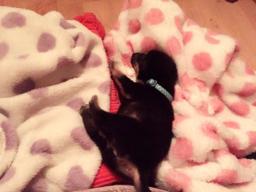 嘟嘟家～寵物保姆 - 小幼幼陪伴與照顧