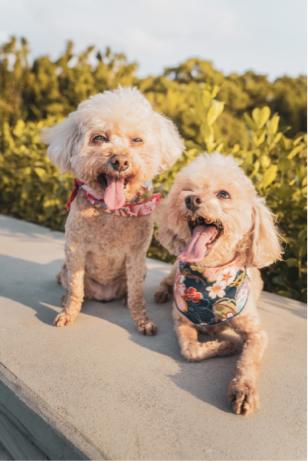 陳又瑄 - #寵物攝影