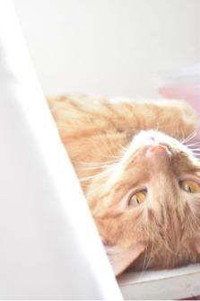 朱芷萱 - 寵物攝影