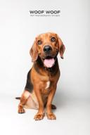 Woof Woof Pet Photography 寵物攝影 - 寵物肖像 Woof Woof Pet Photography 寵物攝影 - 寵物肖像