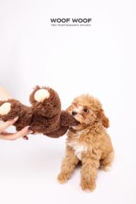 Woof Woof Pet Photography 寵物攝影 - 寵物肖像 Woof Woof Pet Photography 寵物攝影 - 寵物肖像