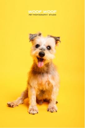 Woof Woof Pet Photography 寵物攝影 -  Woof Woof Pet Photography 寵物攝影 -