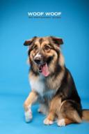 Woof Woof Pet Photography 寵物攝影 - 寵物肖像 Woof Woof Pet Photography 寵物攝影 - 寵物肖像