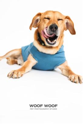 Woof Woof Pet Photography 寵物攝影 - 寵物肖像 Woof Woof Pet Photography 寵物攝影 - 寵物肖像