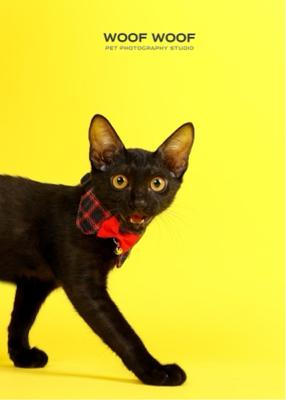 Woof Woof Pet Photography 寵物攝影 -  Woof Woof Pet Photography 寵物攝影 -