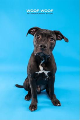 Woof Woof Pet Photography 寵物攝影 -  Woof Woof Pet Photography 寵物攝影 -