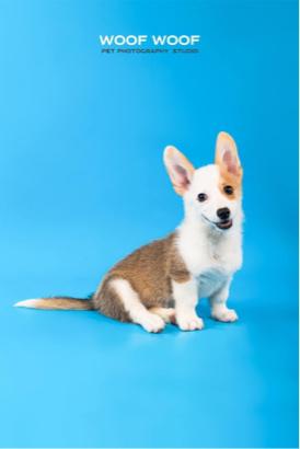 Woof Woof Pet Photography 寵物攝影 - 寵物肖像 Woof Woof Pet Photography 寵物攝影 - 寵物肖像