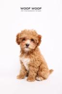 Woof Woof Pet Photography 寵物攝影 - 寵物肖像 Woof Woof Pet Photography 寵物攝影 - 寵物肖像