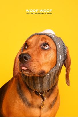 Woof Woof Pet Photography 寵物攝影 - 寵物肖像 Woof Woof Pet Photography 寵物攝影 - 寵物肖像