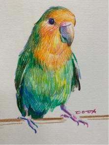 王凱虹藝術工作室 - Coca王凱虹色鉛筆教學範例