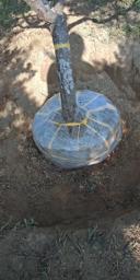 源益工程 - 樹木移植