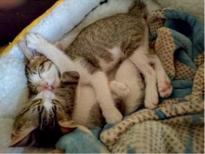 MiJie 貓貓保母 - 貓貓小時候