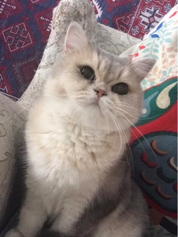 蘆洲貓咪褓母 - 妹妹 蘆洲貓咪褓母 - 妹妹