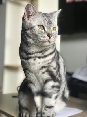 蘆洲貓咪褓母 - 家訪 蘆洲貓咪褓母 - 家訪