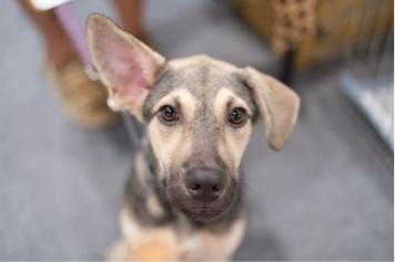 Pimo photography - 寵物攝影 Pimo photography - 寵物攝影