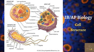 Olivia不只是家教 - IB/AP Biology- Cell Structure

「啊⋯⋯⋯」
是的，沒錯！不好的預感總是很準～～孩子們，用無辜的眼神看著我也一樣⋯⋯這些organelles 的名字通通都。要。記。
還有⋯⋯每個organelle的functions也。要。記。
接著⋯⋯每種cells要。會。畫。
最後⋯⋯3種cells的organelles要做比。較。表。

相關課程諮詢請來信或留訊息聯絡喔～Facebook: Olivia不只是家教
