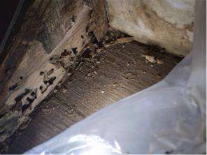 象勤環境消毒工作室 - 白蟻防治