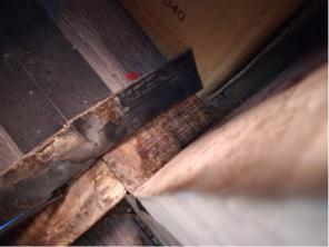 象勤環境消毒工作室 - 蟑螂防治