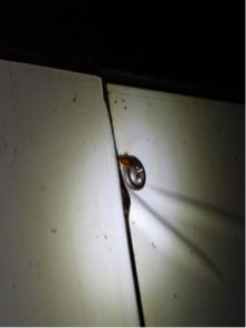 象勤環境消毒工作室 - 蟑螂防治