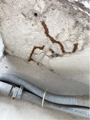 象勤環境消毒工作室 - 白蟻防治-蟻道