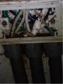 象勤環境消毒工作室 - 蟑螂防治