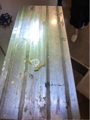 象勤環境消毒工作室 - 白蟻防治-活體